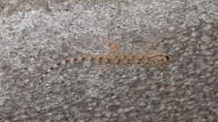 Tarentola mauritanica