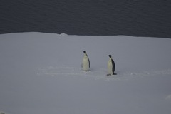 Aptenodytes forsteri