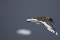 Thalassoica antarctica