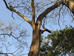 Brotogeris jugularis