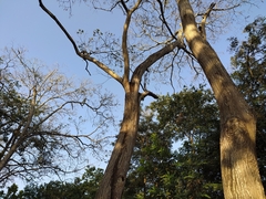 Brotogeris jugularis