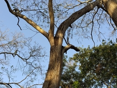 Brotogeris jugularis