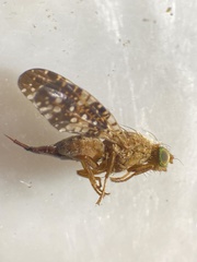 Acinia corniculata
