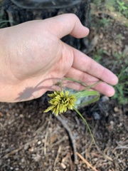 Cyperus fendlerianus