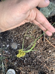 Cyperus fendlerianus