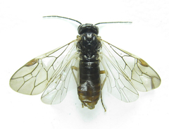 Anoplonyx apicalis