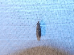 Neureclipsis bimaculata
