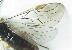 Anoplonyx apicalis