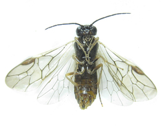 Anoplonyx apicalis