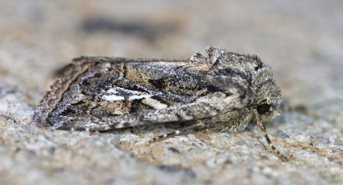 Orbiculate Quaker