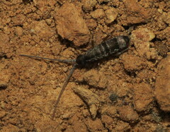 Pogonognathellus dubius