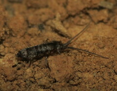 Pogonognathellus dubius