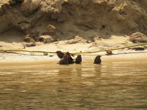 Brown Firefinch (Lagonosticta nitidula), photo 5