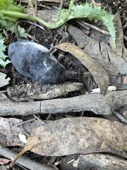 Neomys anomalus