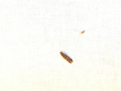 Neureclipsis bimaculata
