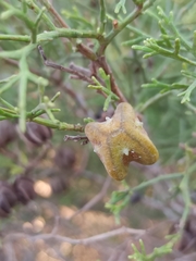 Tetraclinis articulata