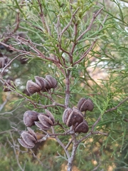 Tetraclinis articulata