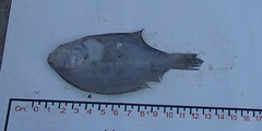 Monolene asaedae
