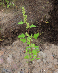 Chenopodium acerifolium