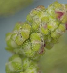 Chenopodium acerifolium