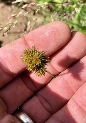 Carex bebbii