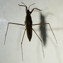 Gerris costae