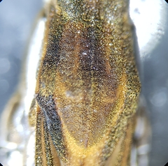 Gerris costae