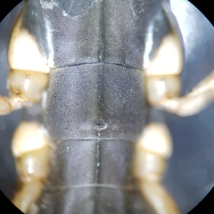 Gerris costae