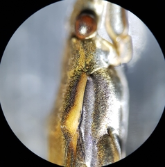 Gerris costae