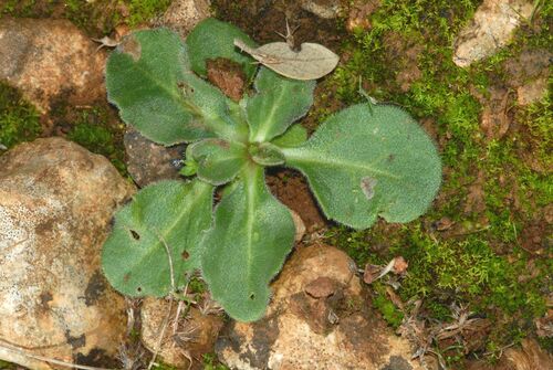 Pratolina autunnale