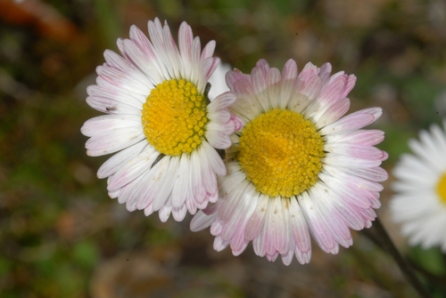 Pratolina autunnale