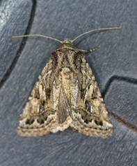 Ulolonche orbiculata