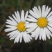 Southern Daisy - Photo (c) Philippe Geniez, some rights reserved (CC BY-NC), uploaded by Philippe Geniez
