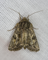 Ulolonche orbiculata