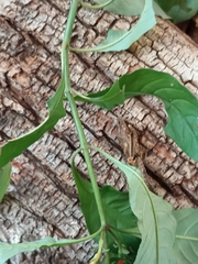 Aphelandra longiflora