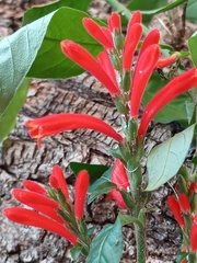 Aphelandra longiflora