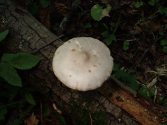 Pluteus leucoborealis
