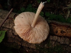 Pluteus leucoborealis