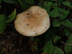 Amanita flavescens