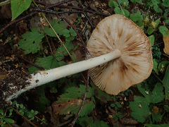Amanita flavescens