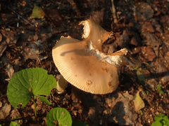 Amanita flavescens