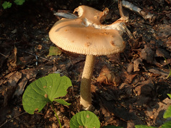 Amanita flavescens