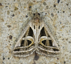 Callistege intercalaris