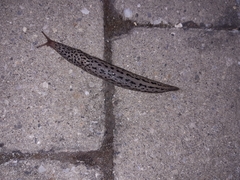 Limax maximus