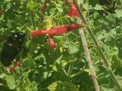 Xylocopa micans