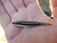 Fundulus olivaceus