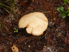 Suillus placidus