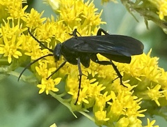 Paracyphononyx funereus