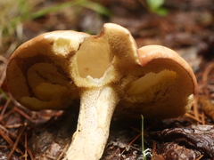 Suillus placidus