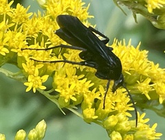 Paracyphononyx funereus